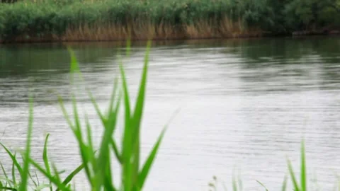 The bulrush on a background of sky, weak wind. The concept of peace. copy space Stock-Footage 137133664
