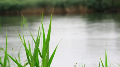 The bulrush on a background of sky, weak wind. The concept of peace. copy space Stock Footage 137970160