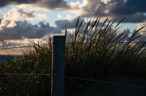 Bulrush behind a pole with iron wire and a beautiful sky in the background Stock Photos