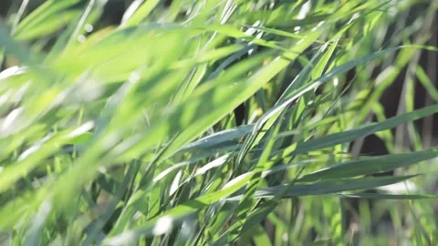 Bulrush blades waving in the wind Stock Footage 144555967
