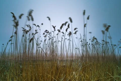 Bulrush on blue sky background Stock Photos