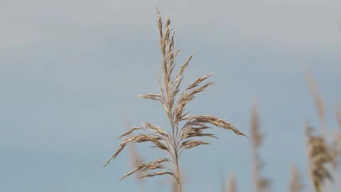 Bulrush on blue sky background. Reed waving and swaying in the field on a day Stock Footage 132908037
