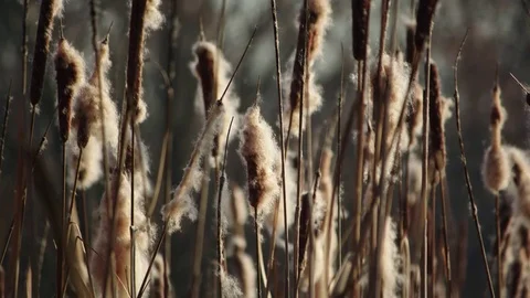 Bulrush closeup with a little wave Stock Footage 83081841