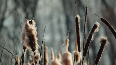 Bulrush closeup at sunset Stock Footage 83081734
