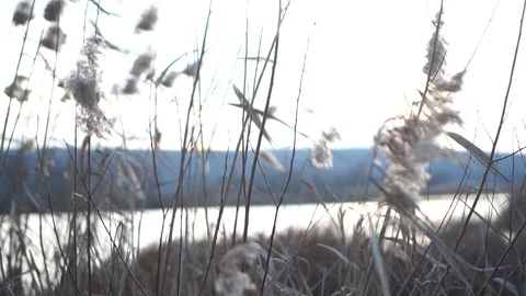 A bulrush developing in the wind in macro photography Video stock 121106229