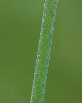Bulrush Dew Drops Stock Photos