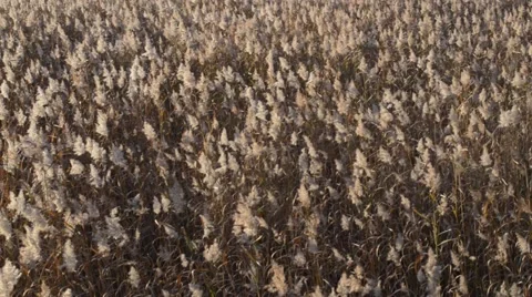 A bulrush field flowing in the wind. Stock Footage 55813989