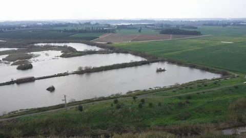 Bulrush in fields Video stock 125909882