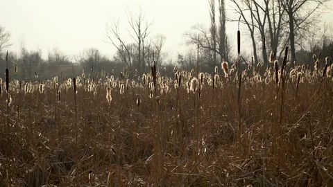 Bulrush fileds Stock Footage 83082464