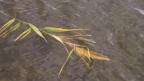Bulrush floating on dark water. Stock Footage 341790717