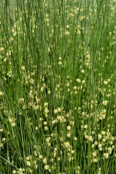 Bulrush flowers Stock Photos