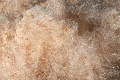Bulrush fluff texture Stock Photos