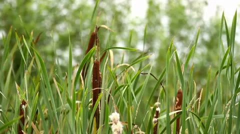 Bulrush Stock Footage