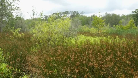 Bulrush grass and trees in wetlands Stock Footage