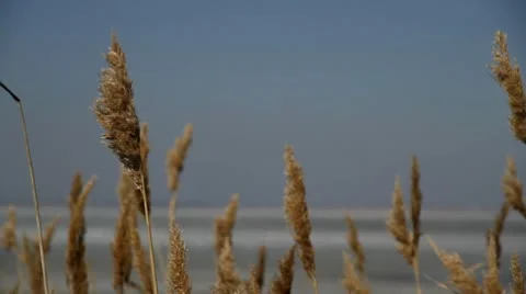 Bulrush grows on nature Video stock 10747249