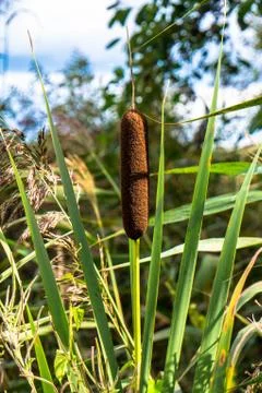 Bulrush High Stock Photos