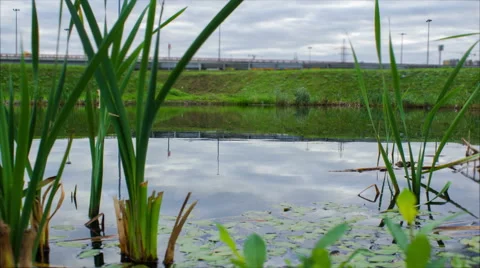 Bulrush Lake 4k timelapse Stock-Footage 56183790