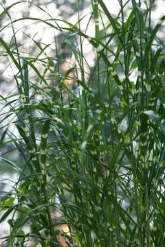 Bulrush by the lake Photos