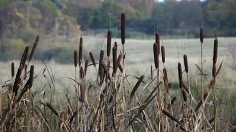 Bulrush at the lakeshore Stock Footage 12455679