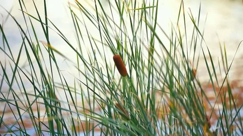 Bulrush or cane qrowing next to the water Stock Footage 70592840