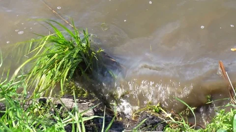 Bulrush or cane waves in the wind on the river bank Stock Footage 76148844