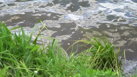Bulrush or cane waves in the wind on the river bank Stock Footage 76168072