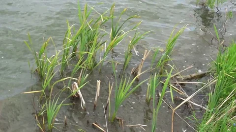Bulrush or cane waves in the wind on the river bank Stock Footage 76207881