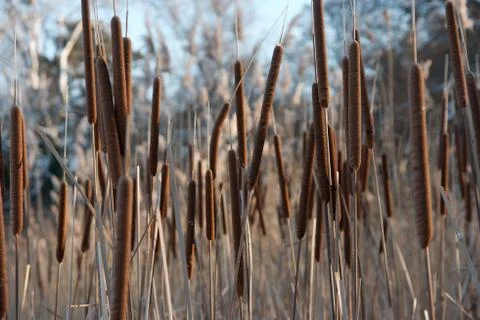 Bulrush Stock Photos