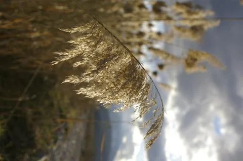 Bulrush 스톡 사진