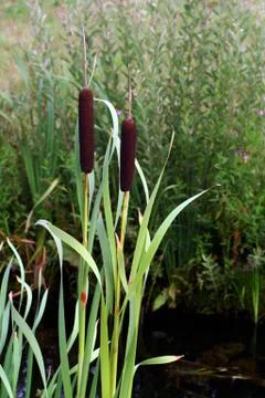 Bulrush Stock Photos