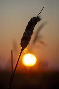 Bulrush 스톡 사진