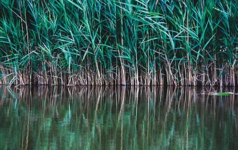 Bulrush plant on river with reflection Stock Photos