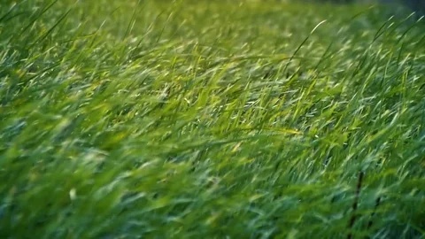 Bulrush plantation swaying by the strong wind Stock Footage