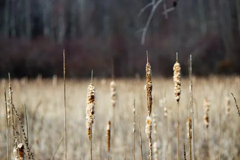 Bulrush plants in a marsh Stock Photos