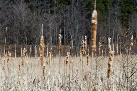 Bulrush plants in a marsh Stock Photos