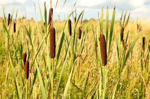 Bulrush plants Stock Photos
