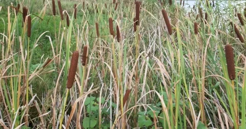 Bulrush plants on the side of the lake Stock Footage 149009839