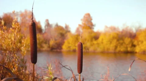 Bulrush plants in the swamp 库存影片 54854349