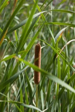 Bulrush, reed, cattail, punks, corn dog grass, or water sausage, cattail Stock Photos