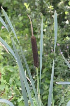 Bulrush in reed Foto stock