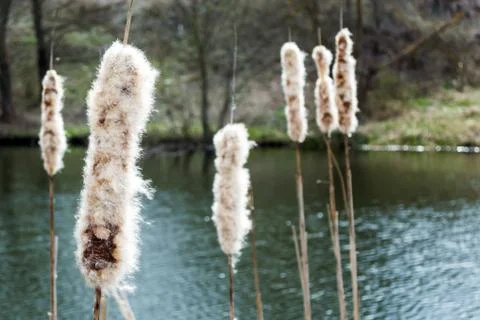 Bulrush on the river Stock Photos