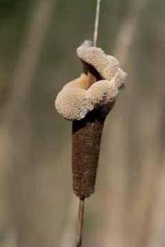 Bulrush in spring 库存照片