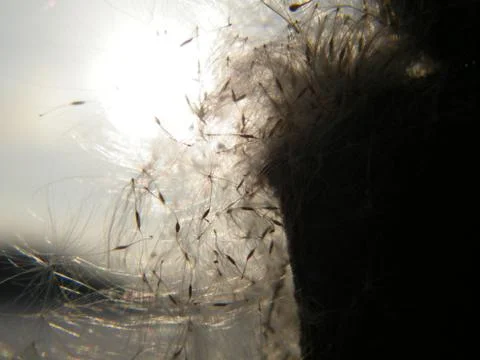 Bulrush sunset closeup Stockfoto's