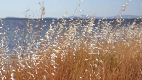  Bulrush Swaying By The Sea Stock Footage 134525359