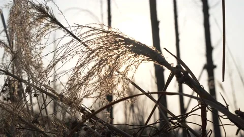 Bulrush swaying in Wind at Sunset Stock Footage 155083912