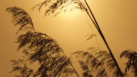 Bulrush sways against sunset 動画素材 132435979