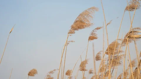 Bulrush sways in the wind against a blue sky, strong wind Stock-Footage 128410237
