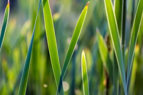 Bulrush thickets closeup Stock Photos