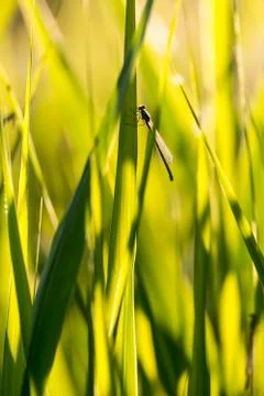 Bulrush thickets Stock Photos