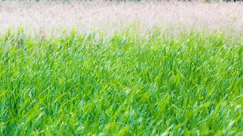 Bulrush thickets Foto stock